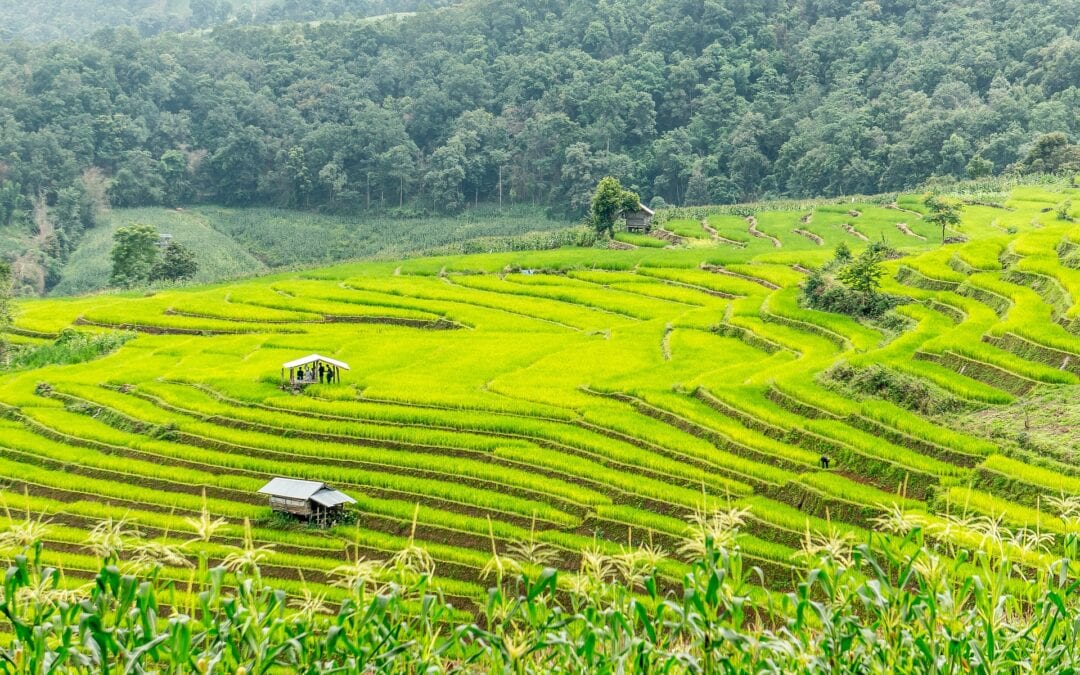 Living in Chiang Mai as a Digital Nomad