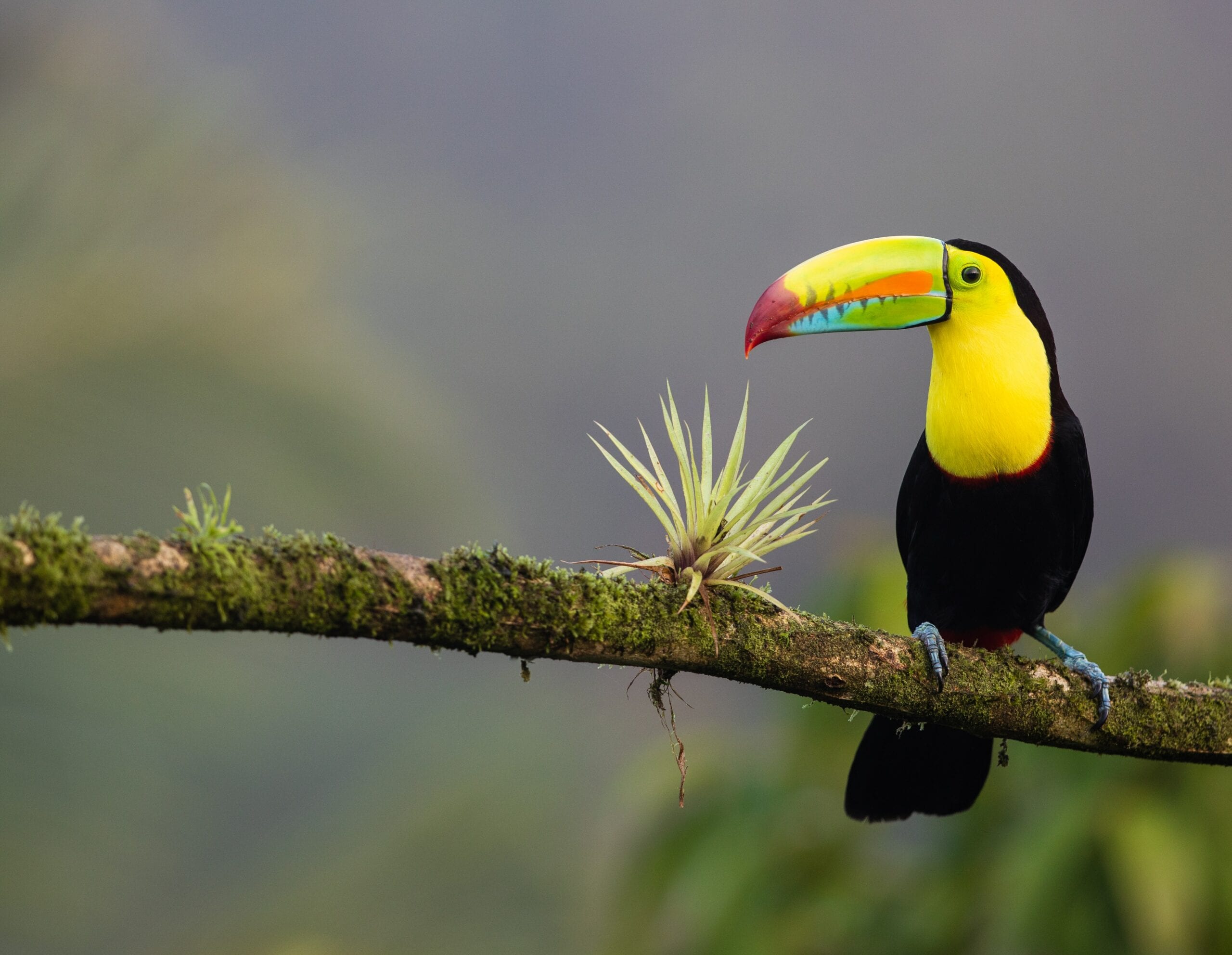 Costa Rica’s Digital Nomad Visa: Approved!