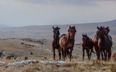 New Autumn Workation in Livno, Bosnia and Herzegovina – Wild Horses, Mountains & Local Culture