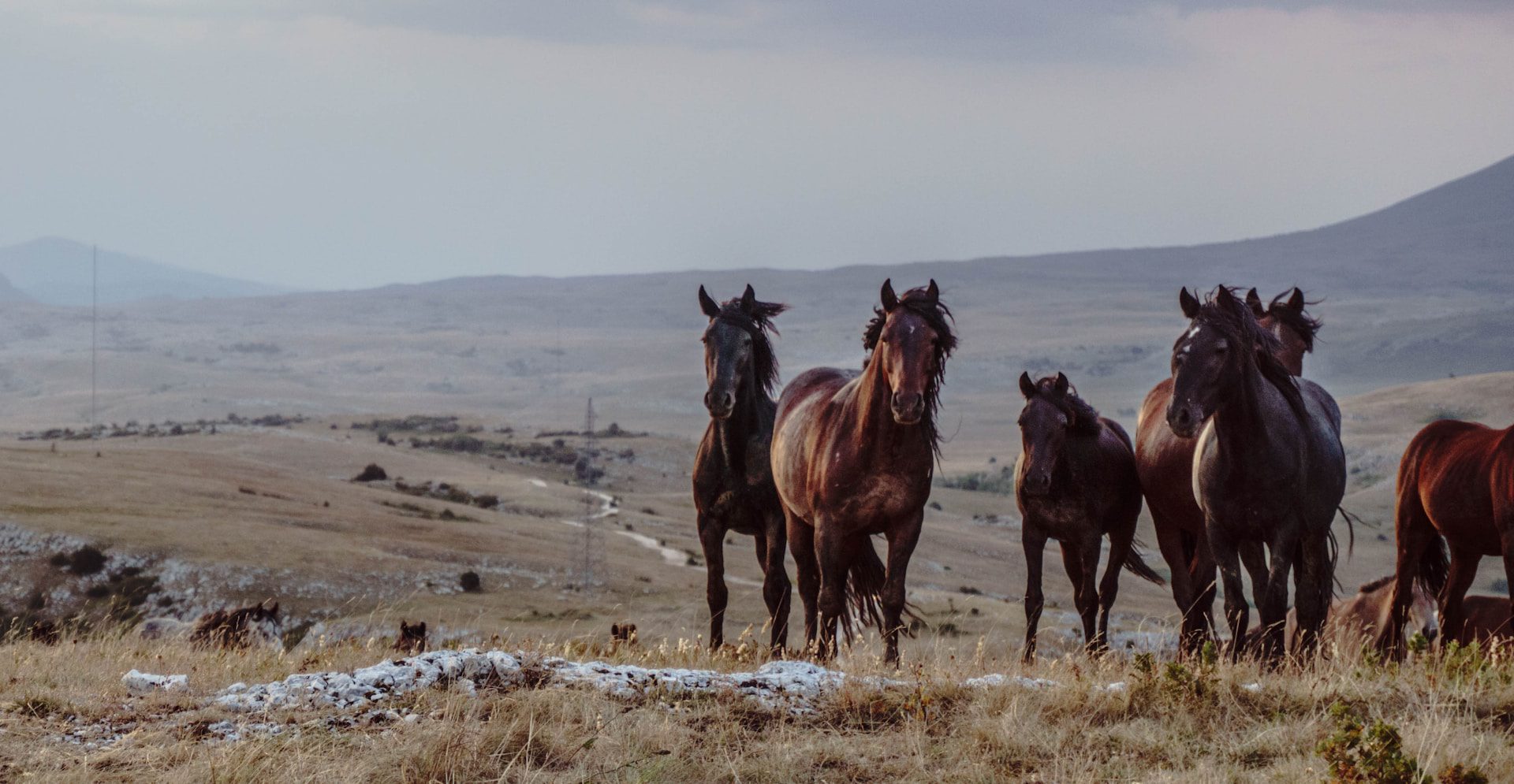New Autumn Workation in Livno, Bosnia and Herzegovina – Wild Horses, Mountains & Local Culture